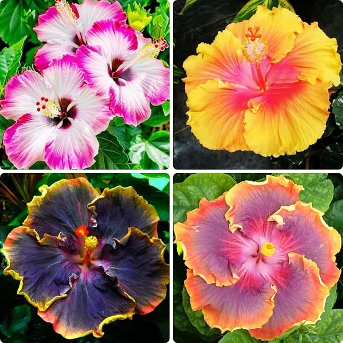 200 PCS Hibiscus Flower Seeds Mixed Vibrant Colors - Hardy Tropical Perennial Ornamental Plants, Easy Growing, Long Blooming, Ideal for Garden Planting, Landscaping, Borders & Outdoor Home Decor