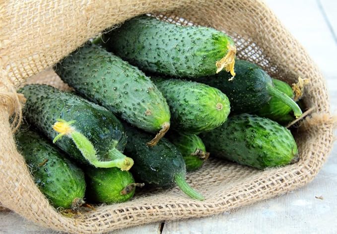 Seeds Vegetable Cucumber Titus Heirloom for Pickling 45 Days - 20 Seeds