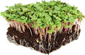 China Rose Radish Sprouting Seeds: 1 Lb - Bulk, Non-GMO Radish Seeds for Micro Greens, Vegetable Garden