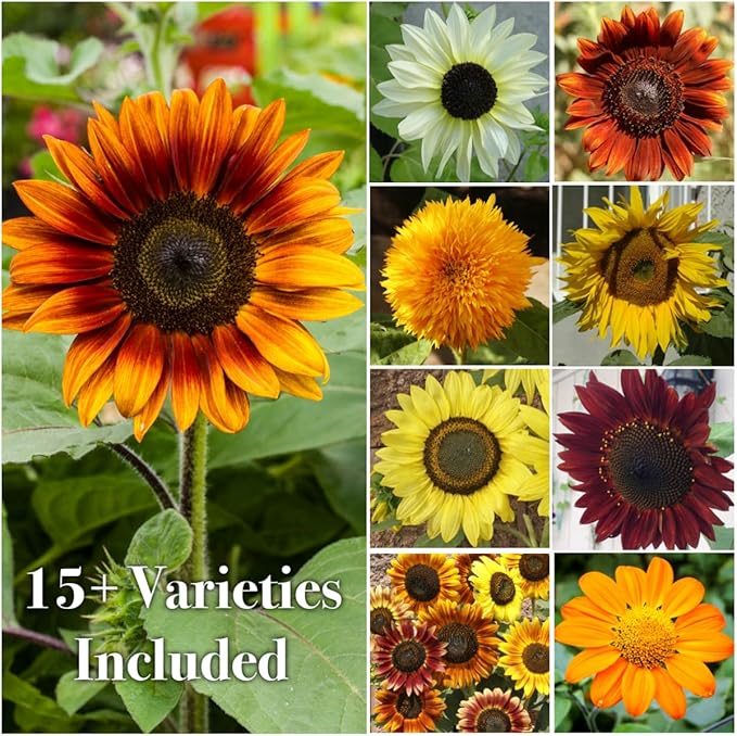 Seed Needs Butterfly Garden Seed Packet Variety Collection - 4 Individual Seed Packets for Planting Flowers - Crazy Cosmos, Zinnia California Giants, Sunflower Crazy Blend & Butterfly Wildflower Mix