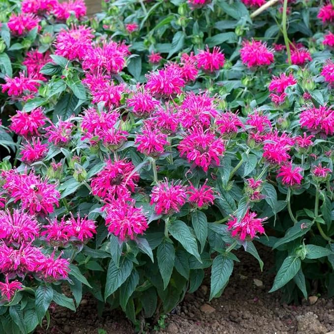 Bee Balm Seeds for Planting, 500pcs Ornamental Bee Balm Perennial Flower Seeds Non-GMO Heirloom Rare Cut Flower Plants, Open Pollinated Beauty Home Garden for Outdoors