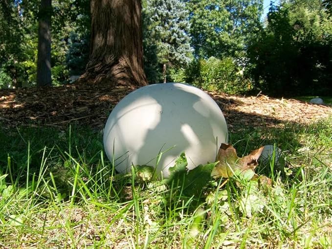 KIRA SEEDS - Giant Puffball Mushrooms Spores - Heirloom - GMO Free