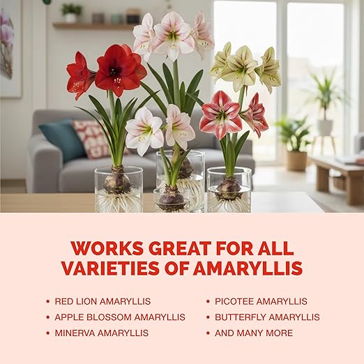Amaryllis Fertilizer – Liquid Plant Food for Bigger Blooms, Stronger Bulb Development & Vibrant Flower Color, 8 oz