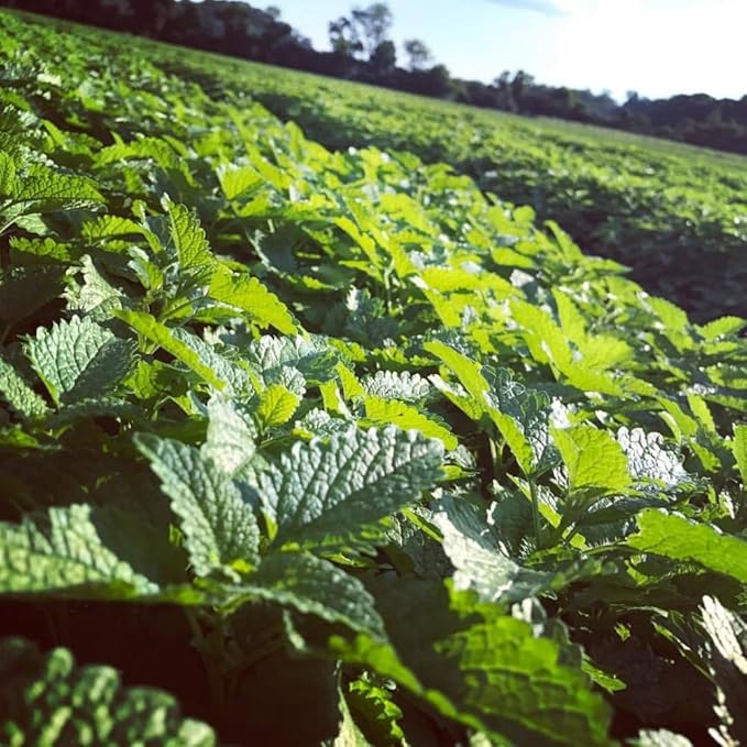 Set 2 Lemon Balm Plants Live for Planting, 4-7" Tall, Lemon Balm Mint Herb Seedling, Well Rooted Starter Plants