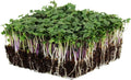 Spicy Salad Mix Micro Greens Seeds: 4 Oz - Non-GMO Seed Blend: Broccoli, Kale, Mustard, Cabbage, Arugula, More