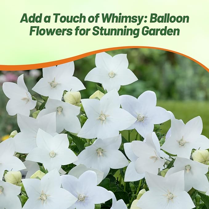 Outsidepride White Balloon Flower Seeds for Planting – 2000 Pcs Perennial, Drought-Tolerant, Easy to Grow, Low Maintenance, Pollinator-Friendly, Star-Shaped Blooms for Outdoor Gardens and Borders