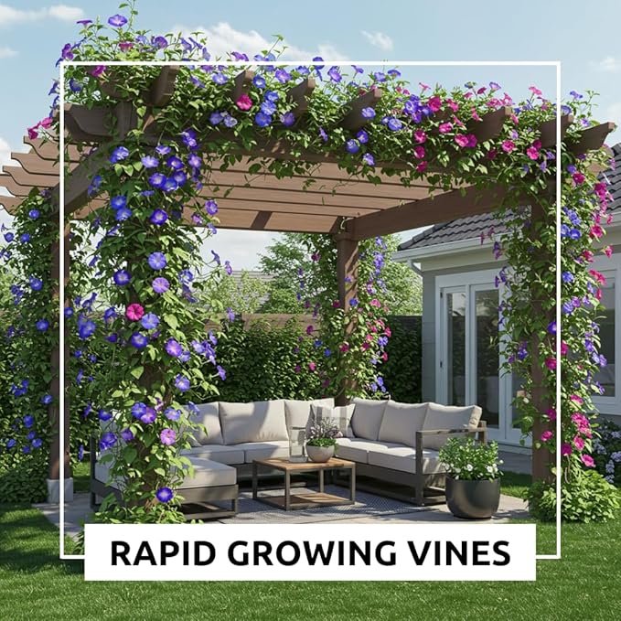 Morning Glory (Kikyo-Zaki Mix) Climbing Vine Seeds – 100 Premium Seeds for Planting – Fast-Growing, Colorful Mix of Purple, Blue, and Pink Blooms – Ideal for Fences, Trellises, and Garden Décor