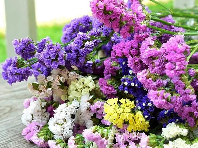 KIRA SEEDS - Seeds Wavyleaf Sea Lavender Mix - Statice Kermek - Heirloom Herb - GMO Free
