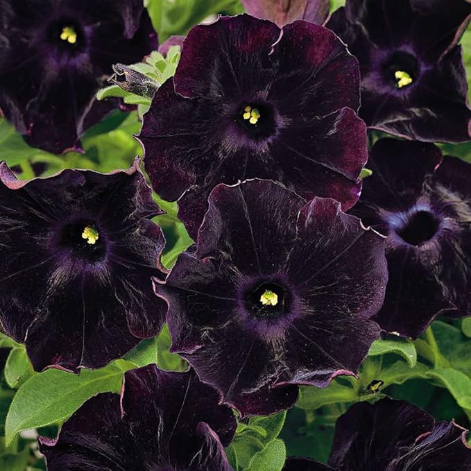 300PCS Black Petunia Seeds for Planting,Dwarf Wave Petunia Flowers Seeds to Plant Garden Hanging Baskets Flower in Home Gardens