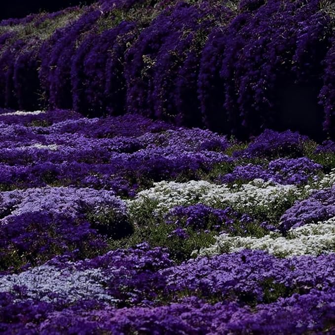 Mixrug 5007+ Fragrant Mix Creeping Thyme Seeds Ground Cover, Multicolor Thymus Serpyllum Seeds,Wooly Thyme Heat Tolerant Herb Seed Bee-Friendly Carpet Low Maintenance Between Stepping Stones