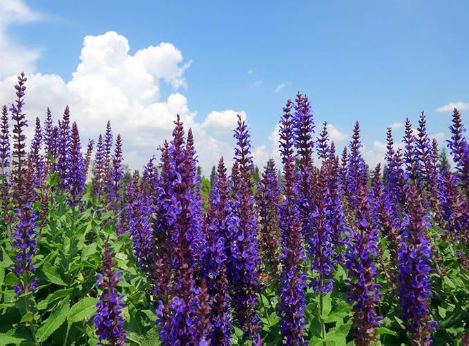 Seeds Sage (Salvia officinalis) Heirloom Herbs for Planting Non GMO