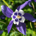 Colorado Blue Columbine Wildflower Seeds for Planting - 1 Oz Non-GMO Perennial Columbine Garden Seeds for Patios, Flower Beds, Wildflower Gardens, and Pressed and Dried Flowers - Aquilegia caerulia