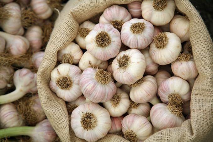 GARLIC BULB (20 Pack), FRESH CALIFORNIA SOFTNECK GARLIC BULB FOR PLANTING AND GROWING YOUR OWN GARLIC