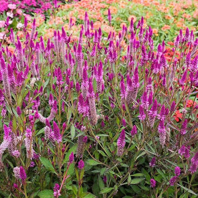 Celosia Argentea Seeds - 1000 Pcs Perennial Tall Weather-Resistant Flower Seeds, Vibrant Plumes for Containers, Borders, Pollinator Gardens & House Plants