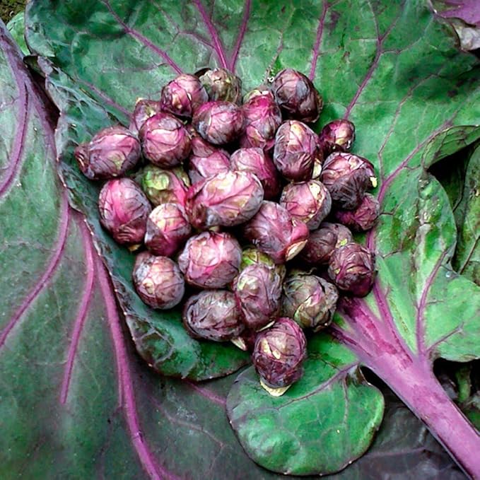 Seeds Brussels Sprouts Mix (Long Island and Redarling) Cabbage Long Green Vegetable for Planting Heirloom Non GMO