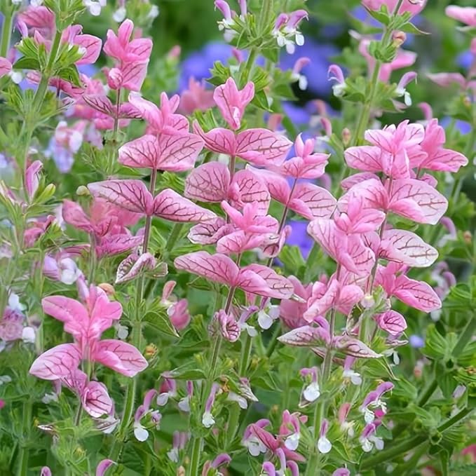 Baptisia (False Indigo) Seeds 300pcs– Non-GMO Perennial Flower Seeds –Hardy Ornamental Plant for Garden & Landscape