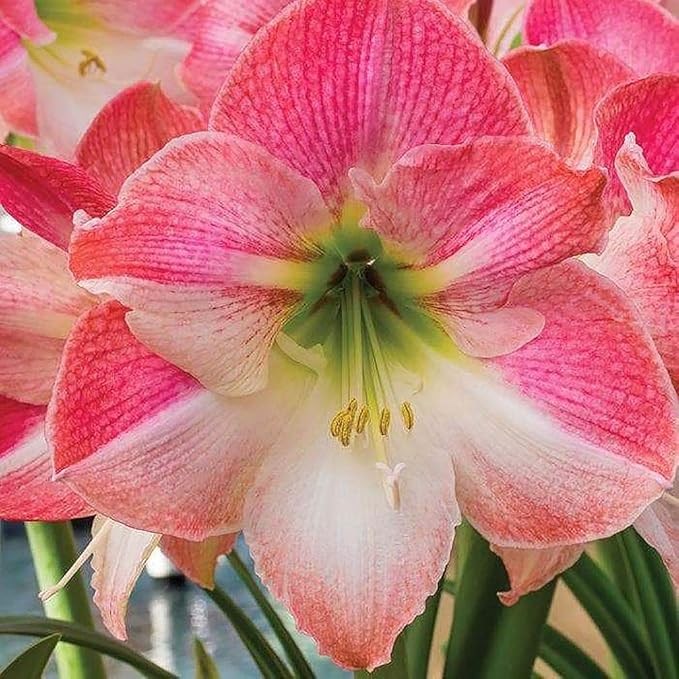 Cherry Blossom Amaryllis - Bare Root Bulb