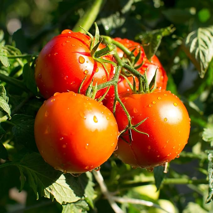 Tomato Garden Seeds - Bush Champion II Hybrid - 10 Seeds - Non-GMO, Vegetable Gardening Seed