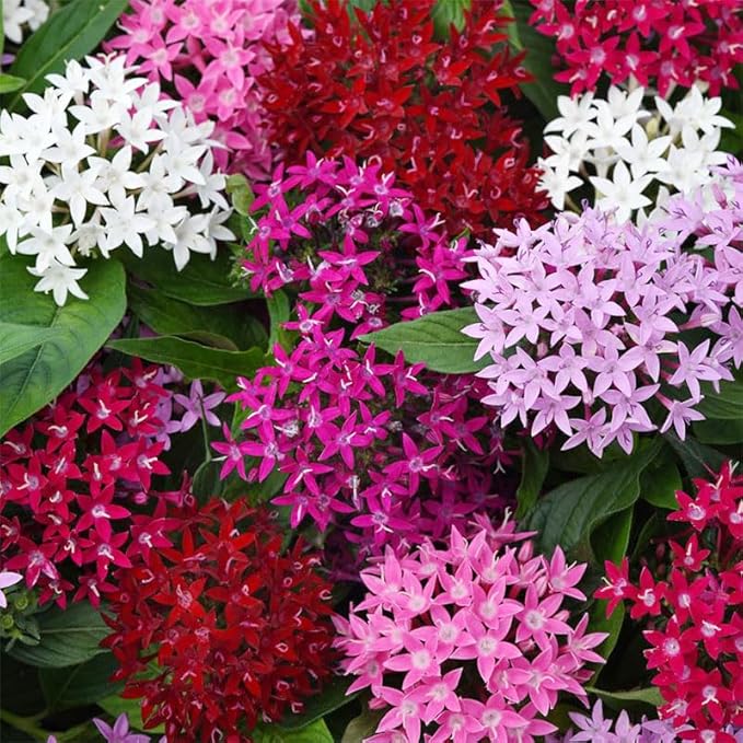 110+ Perennial Pentas Lucky Star Flower Seeds for Planting Outdoor-Non-GMO Heirloom Garden Decoration