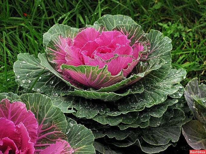 Seeds Flowering Kale Large Leaf Mix - Heirloom Vegetable - GMO Free