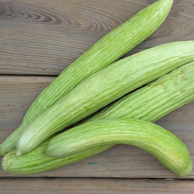 Armenian Yard Long Cucumber Seeds - 150+ Seeds