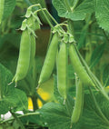 Vegetable Garden Seeds for Planting - Grow Heirloom Vegetables (Sugar Snap Peas)