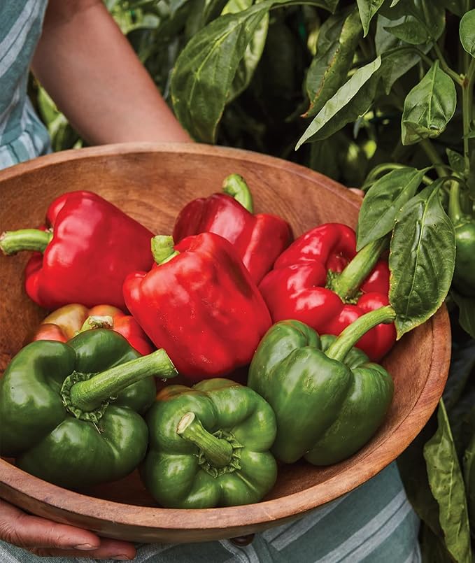 Burpee California Wonder Sweet Pepper Seeds | 300 Non-GMO Heirloom Pepper Seeds for Home Garden | Large Red Bell Peppers & Green Bell Peppers for Stuffing | Seeds for Planting