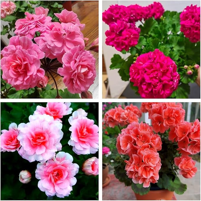 15+ Mixed Geranium Seeds - Non-GMO Adaptable Flowers, Fragrant Showy Blooms, for Balcony & Garden Decoration
