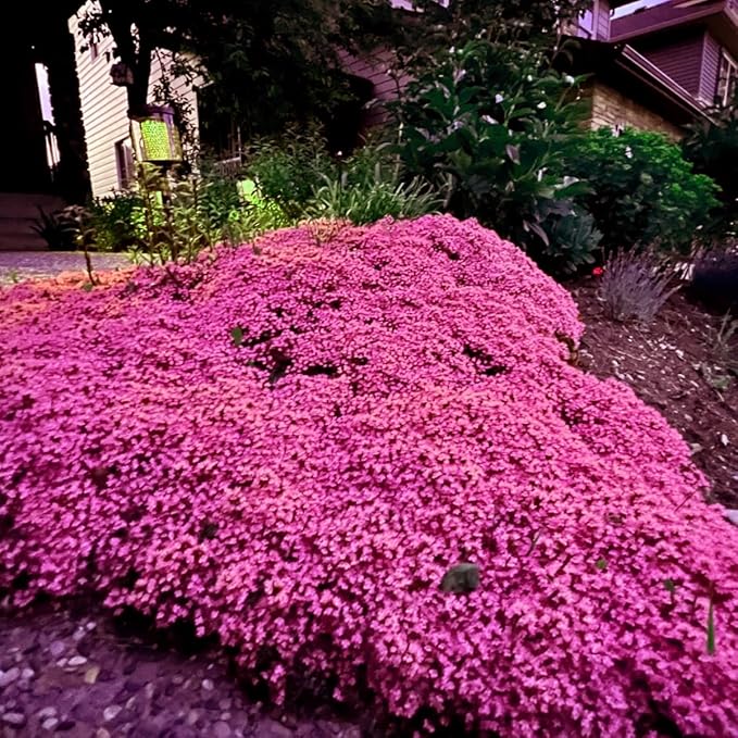 20000+ Magic Pink Creeping Thyme Seeds for Planting Ground Cover Plants Heirloom Flowers Perennial Thyme Non-GMO Thymus Serpyllum Seed
