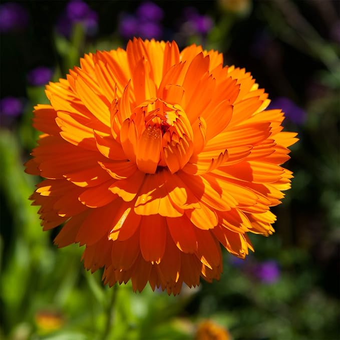 Outsidepride Orange King Calendula Seeds - 1000 Pcs Annual Edible Flower Seeds for Planting for Dishes & Wellness Uses, with Vibrant Blooms for Cut Flower, Container, & Pollinator Gardens