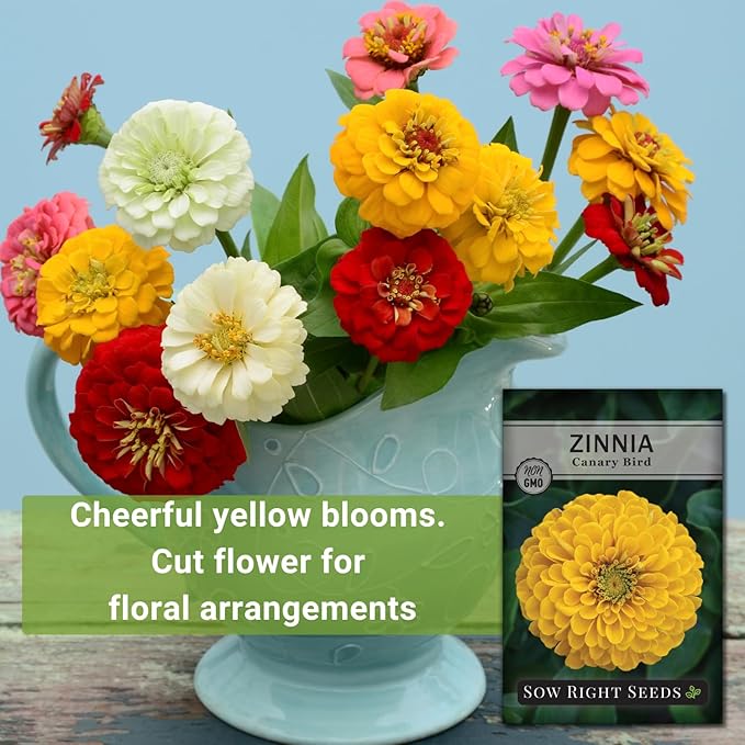 Sow Right Seeds - Canary Bird Zinnia Seeds for Planting - Non-GMO Heirloom Packet to Plant and Grow - Large Yellow Annual Blooms - Giant Cut & Come Back Flowers - Attract Bees and Butterflies (3)