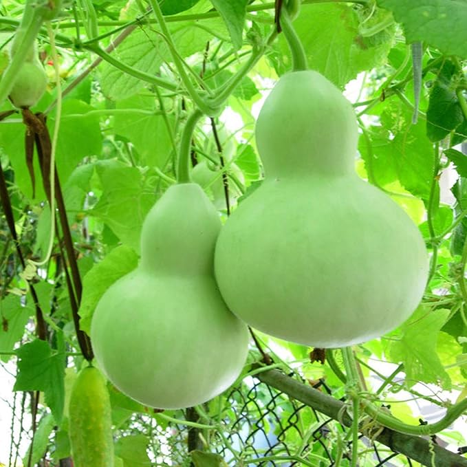 CEMEHA SEEDS - Seeds Calabash Bottle Gourd Long Lagenaria Giant Non GMO Vegetable for Planting