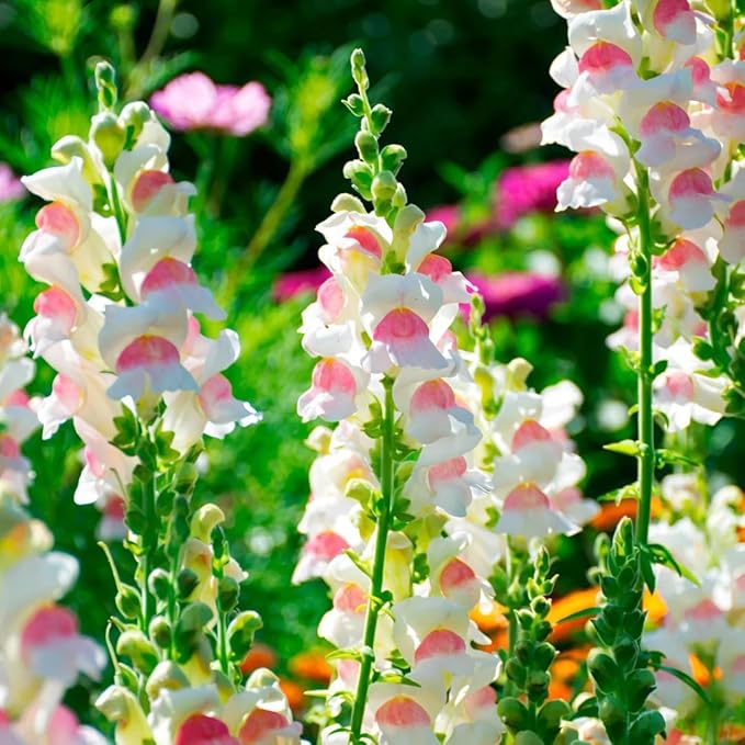 Mix Snapdragon Seeds for Planting, 200pcs Garden Snapdragon Perennial Flower Seeds Rare Flower Plants, Non-GMO Heirloom Beauty Flowers Home Garden for Outdoors