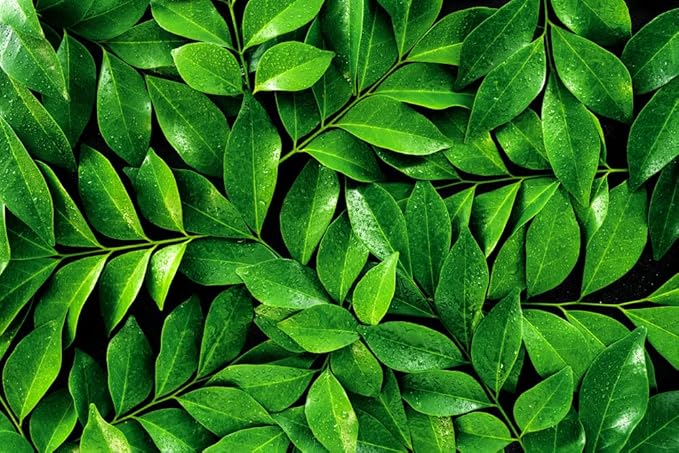 Tea Tree Seeds for Planting - 12 Seeds of Camellia Sinensis Herb Seeds - Made in USA, Ships from Iowa