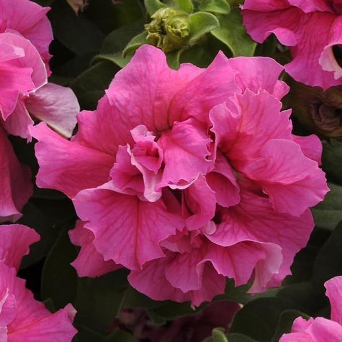 Petunia Double Cascade Pink ~100 Seeds – Pelleted Seeds – Grandiflora 4" Fully-Double Blooms – Compact 10–15" Plants – Non-GMO Annual – Attracts Pollinators – 98–105 Days