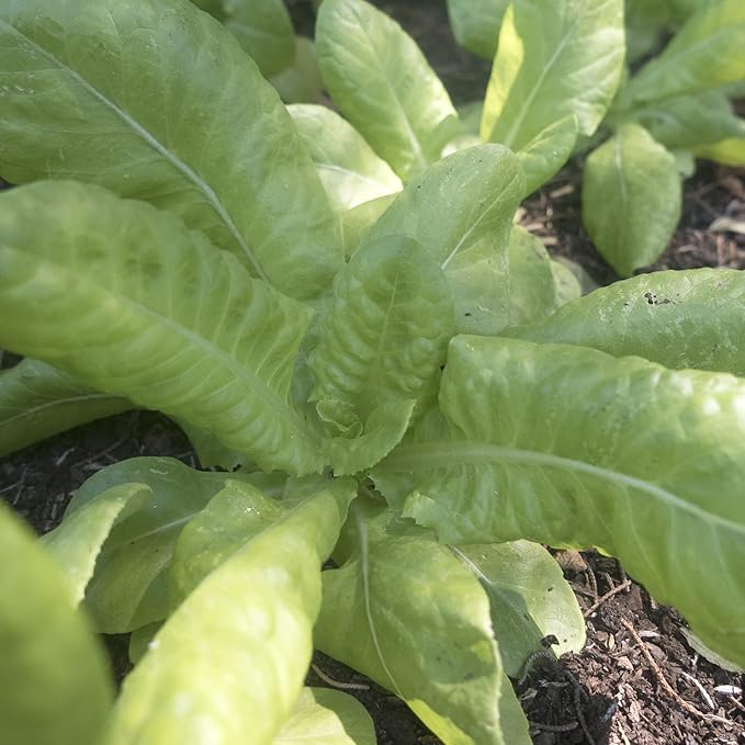 Butter King Butterhead Lettuce Seeds - 1 Oz ~25000 Seeds - Non-GMO, Heirloom - Vegetable Garden - Lactuca Sativa