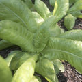 Butter King Butterhead Lettuce Seeds - 1 g Packet ~850 Seeds - Non-GMO, Heirloom - Vegetable Garden - Lactuca Sativa