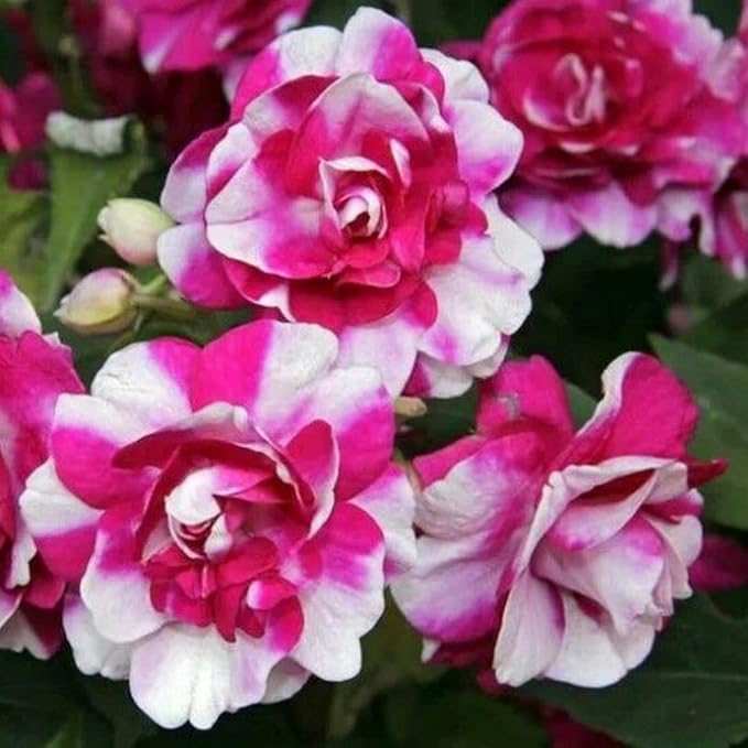 350+ Double Impatiens Seeds for Planting Perennial Annual Mixed Camellia Impatiens Balsamina Balsam Seeds Double Flower Borders Containers Outdoor