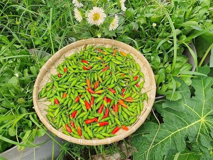 100+ Bird's Eye Chili Pepper Thai Seeds Hot Peppers Seeds Vegetable Thai Super Hot Planting