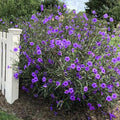 Set 6 Purple Showers Mexican Petunia Plants Live, Perennial Outdoor Growing, Startrer Size 4-6" in Tall, Long Blooming Season, Landscapes, Borders, Ground Cover