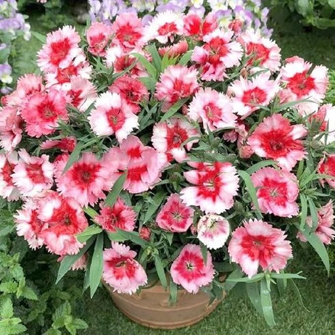 Dianthus Seeds 5000PCS– Fragrant Perennial Flower Seeds for Planting | Hardy Garden Blooms for Borders, Containers & Cut Flowers