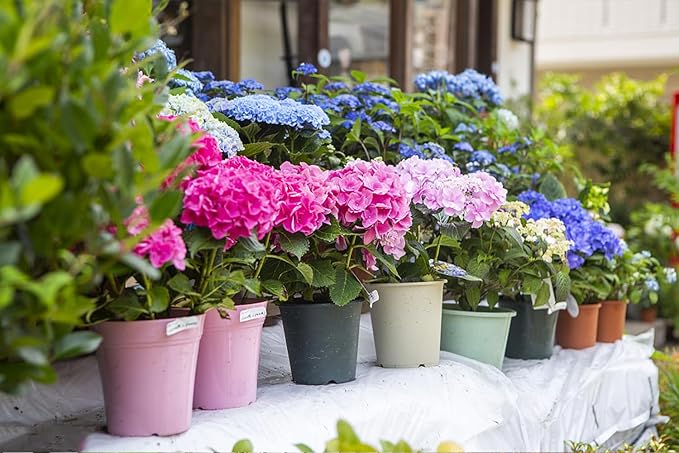 100+ Mix Hydrangea Seeds for Planting Macrophylla Giant Snowball Bonsai Hydrangea Fast Growing Shrub