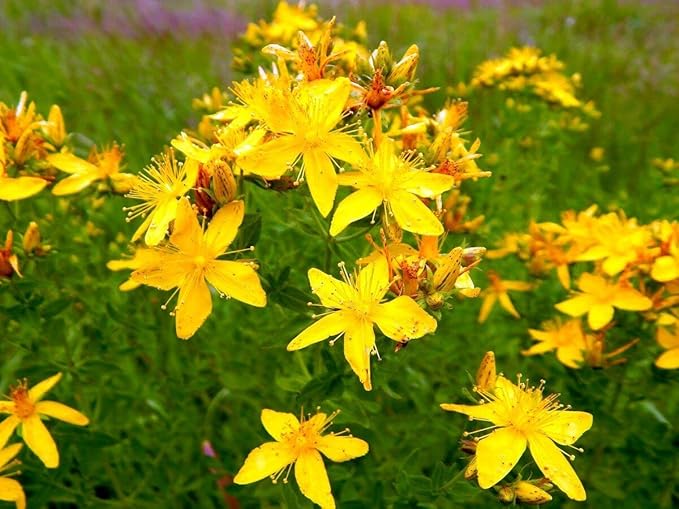 SeedsUP - 1500+ Seeds St. John's Wort - Herb Yellow