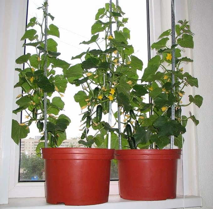 KIRA SEEDS - Seeds Indoor Cucumber F1 - Self-Pollinated - Heirloom Vegetable - GMO Free
