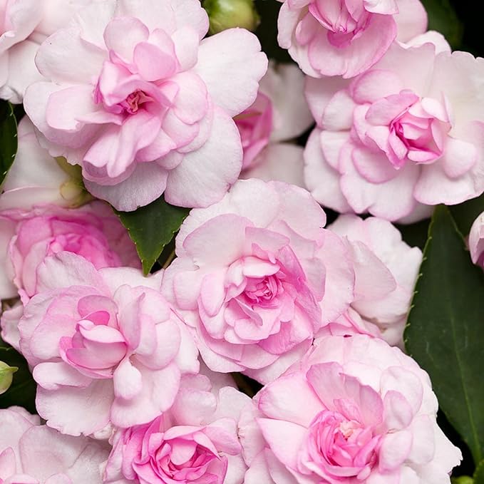 350+ Double Impatiens Seeds for Planting Perennial Annual Mixed Camellia Impatiens Balsamina Balsam Seeds Double Flower Borders Containers Outdoor