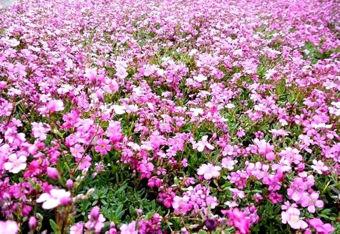 Pink Creeping Baby's-Breath 1000+ Seeds for Planting Gypsophila Groundcover Flowers