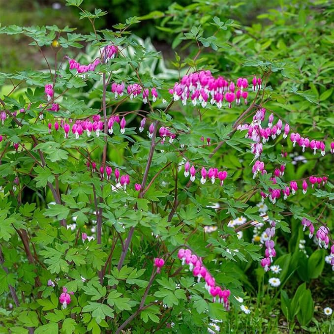 90+Mix Rare Bleeding Heart Seeds for Planting-Non-GMO Heirloom Plant Seeds Garden Outdoor