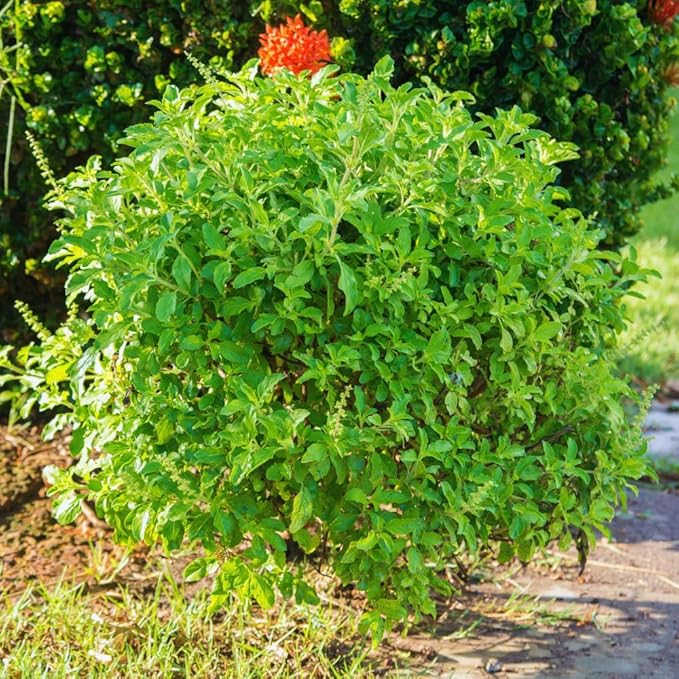 Basil Plants Live, 3 Holy Tulsi Basil Plant, Herb Plant, 3 to 5 Inc in Height, Gardening Indoor Outdoor