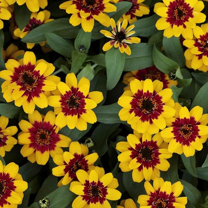 Eden Brothers Zinnia Seeds - Profusion Red-Yellow Bicolor, Non-GMO Seeds for Planting, Packet | Low-Maintenance Flower Seeds, Plant During Spring, Zones 2, 3, 4, 5, 6, 7, 8, 9, 10, 11