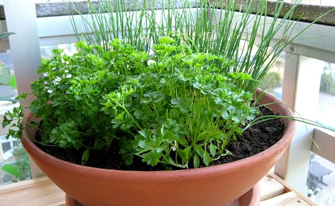 KIRA SEEDS - Seeds Leaf Itatian Parsley - Indoor - 2000 Seeds - Heirloom Herb - GMO Free